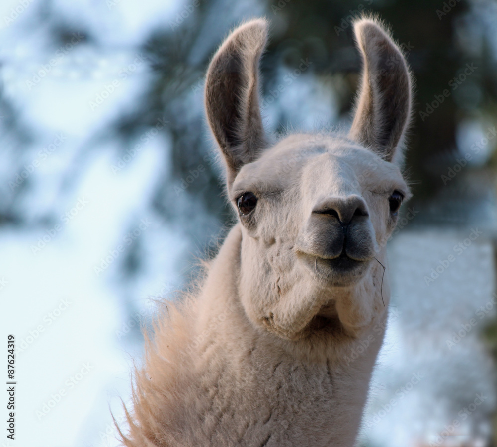 Obraz premium Closeup of a White Alpaca