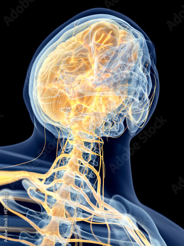 medically accurate illustration of the cervical nerves