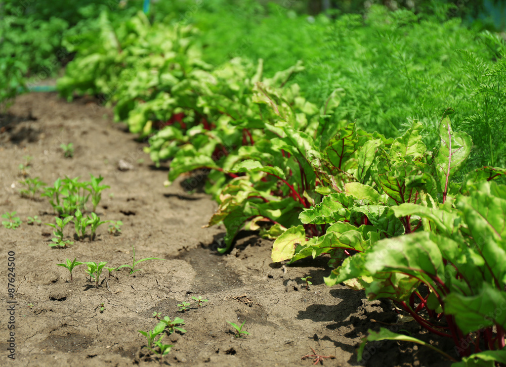 Tops of vegetables growing in garden Tops of vegetables growing in garden