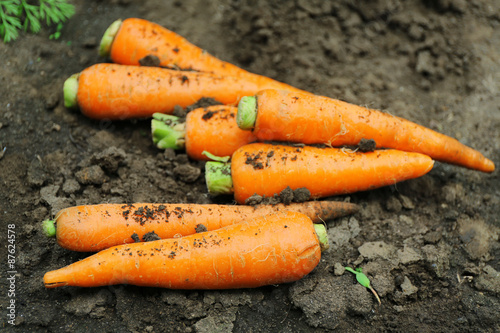 New fresh carrots on soil in garden