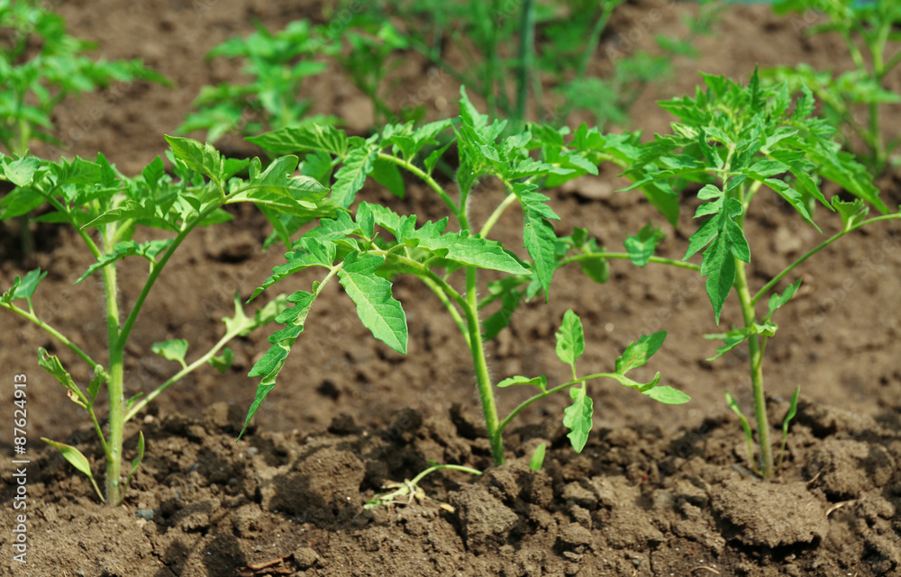 Tops of tomatoes growing in garden Tops of tomatoes growing in garden