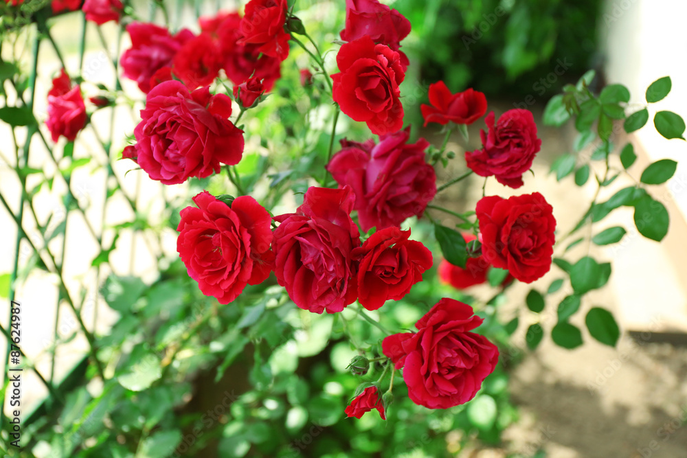 Beautiful red home roses in garden