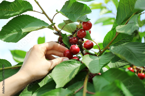 Female hand picking cherries from branch in garden