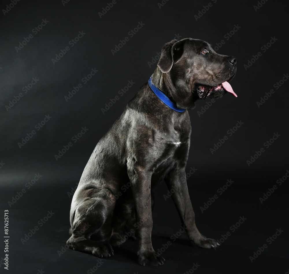 Cane corso italiano dog on black background