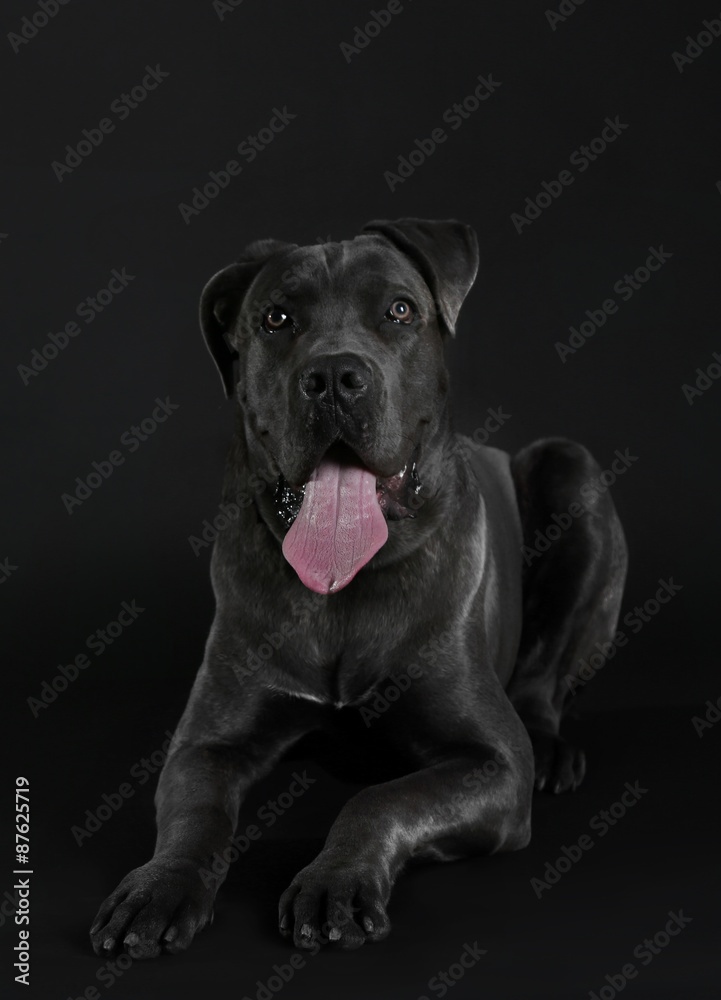 Fototapeta premium Cane corso italiano dog on black background