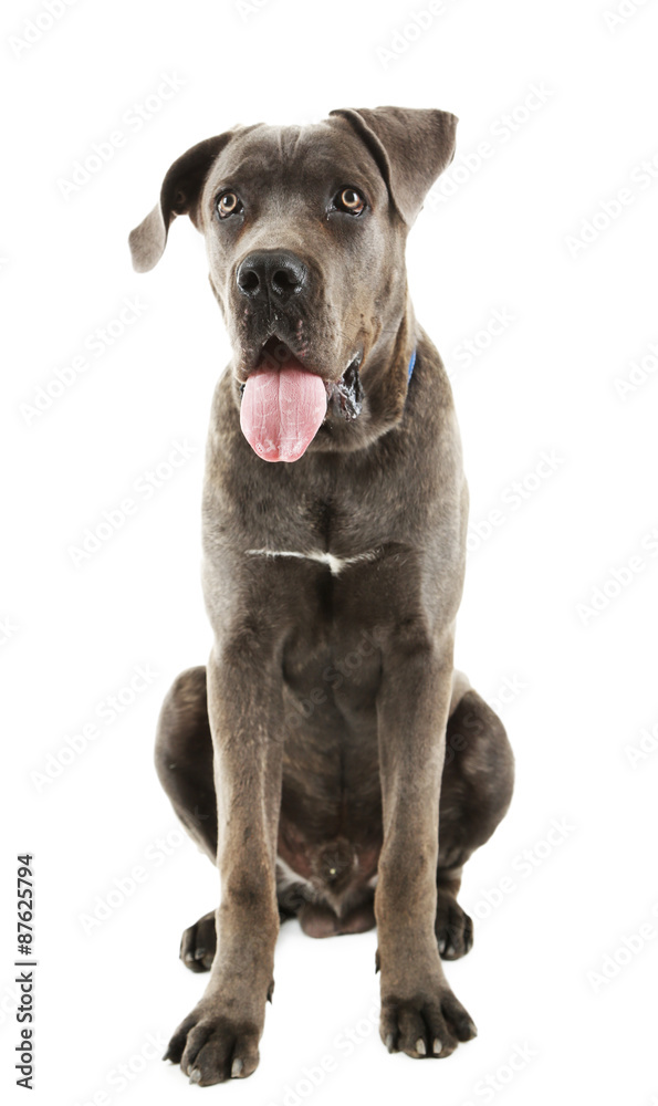 Cane corso italiano dog, isolated on white Cane corso italiano dog, isolated on white