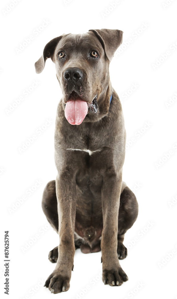 Cane corso italiano dog, isolated on white