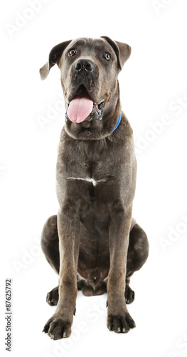 Cane corso italiano dog, isolated on white © Africa Studio