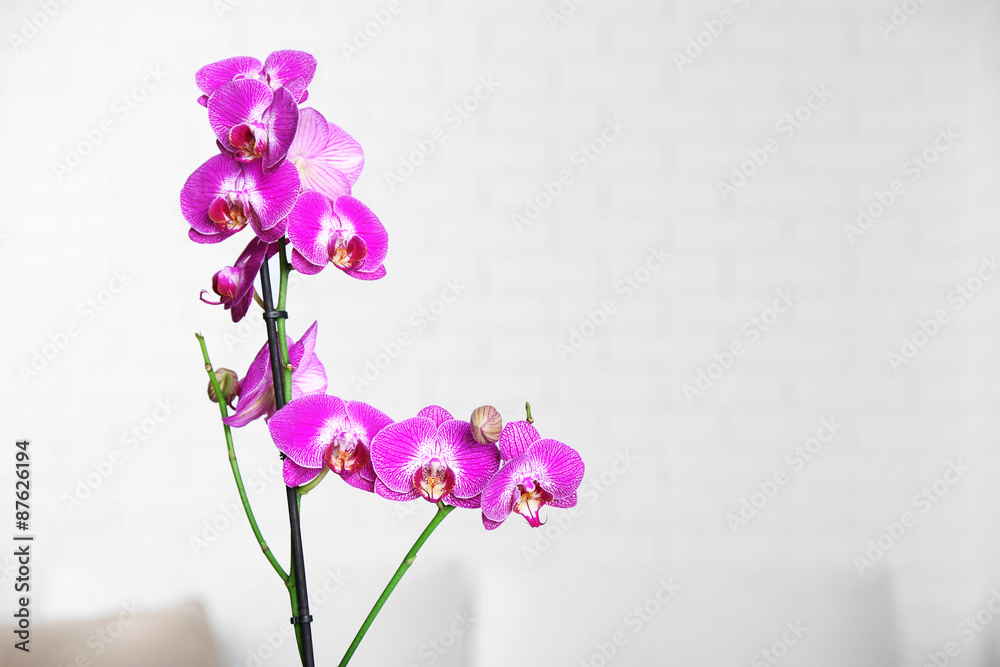 Beautiful lilac orchid in pot on table in room Beautiful lilac orchid in pot on table in room