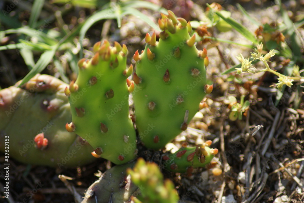 Cactus Cactus