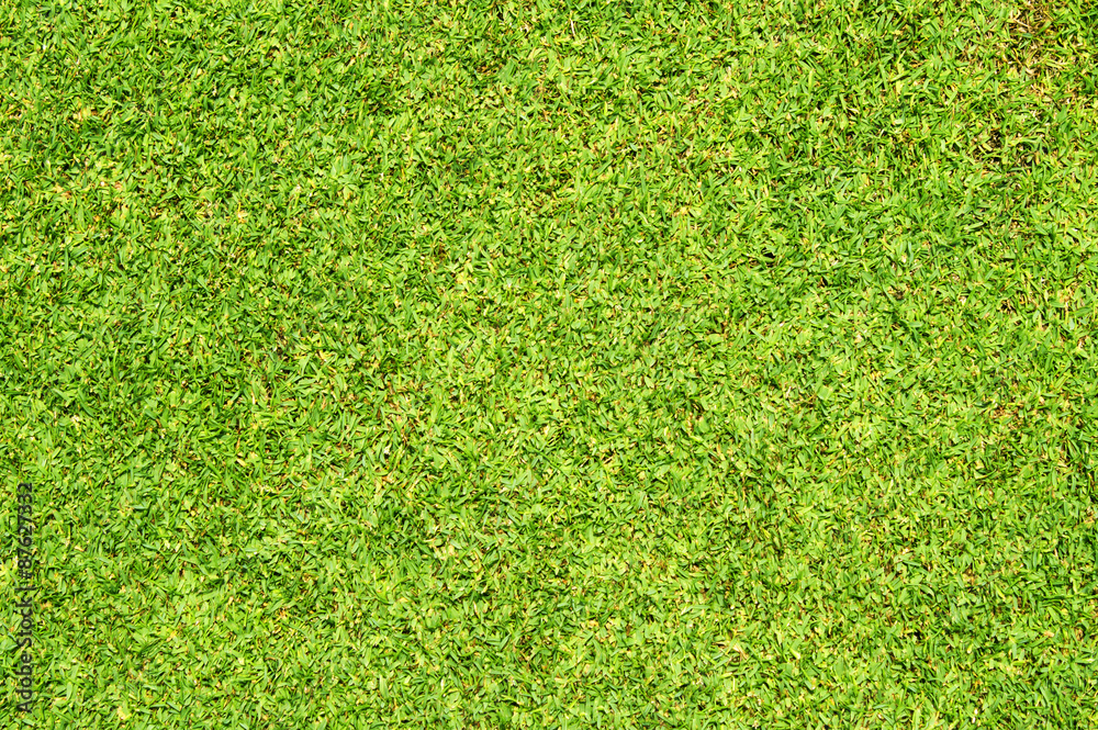 Fototapeta premium grass