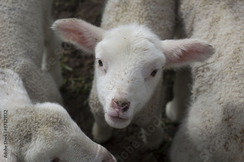 Cute Pet Lamb