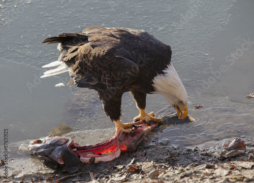 Close up of an American bald eagle, eating a chum salmon photo