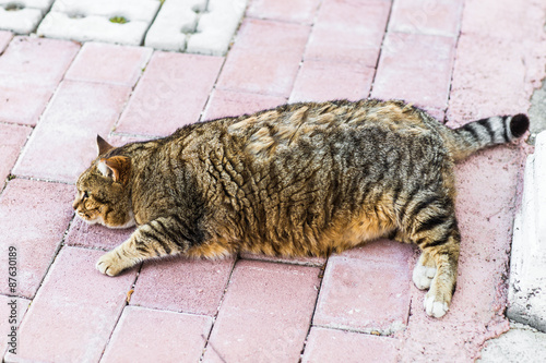 fat lazy cat