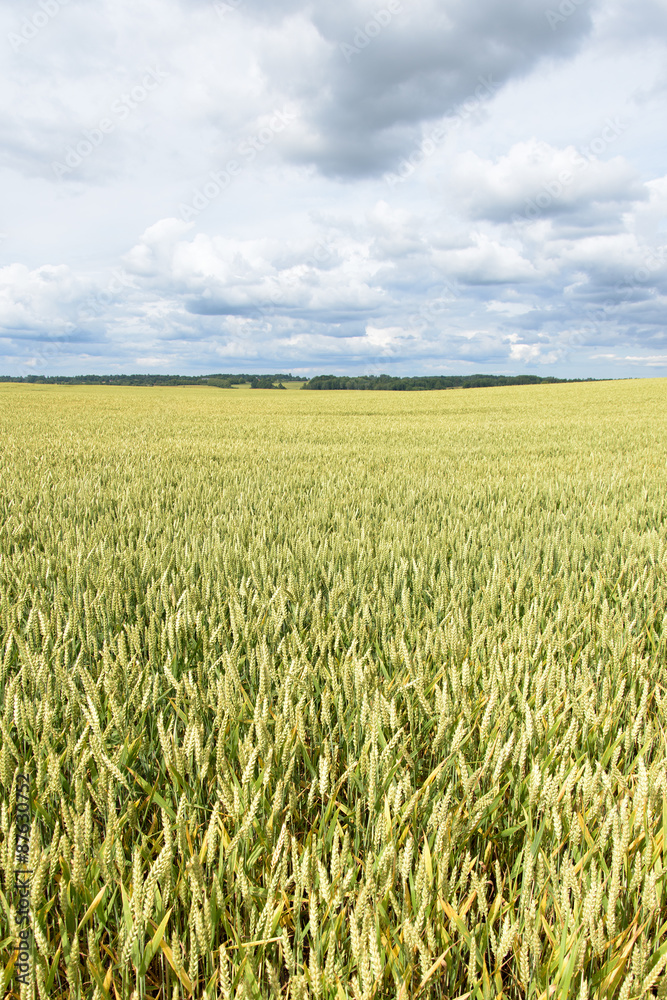 Summer on wheat field.