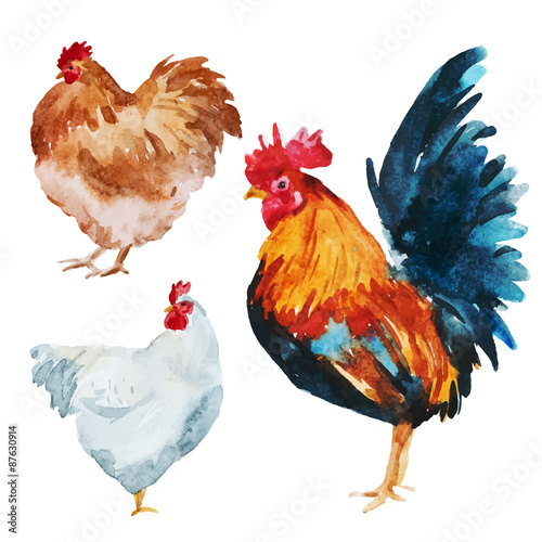 Watercolor chicken