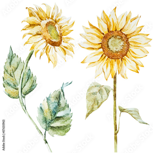 Watercolor sunflowers