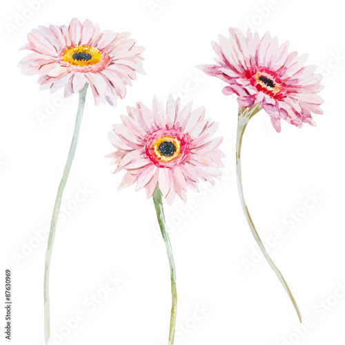 Watercolor flowers