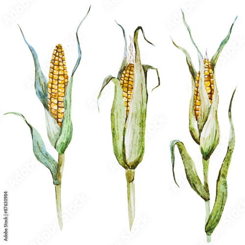 Watercolor corn