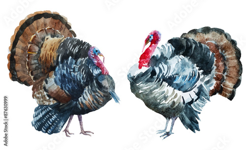 Watercolor turkey