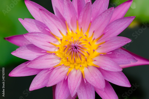 Magenta Lotus Blooming In Natural Pond.