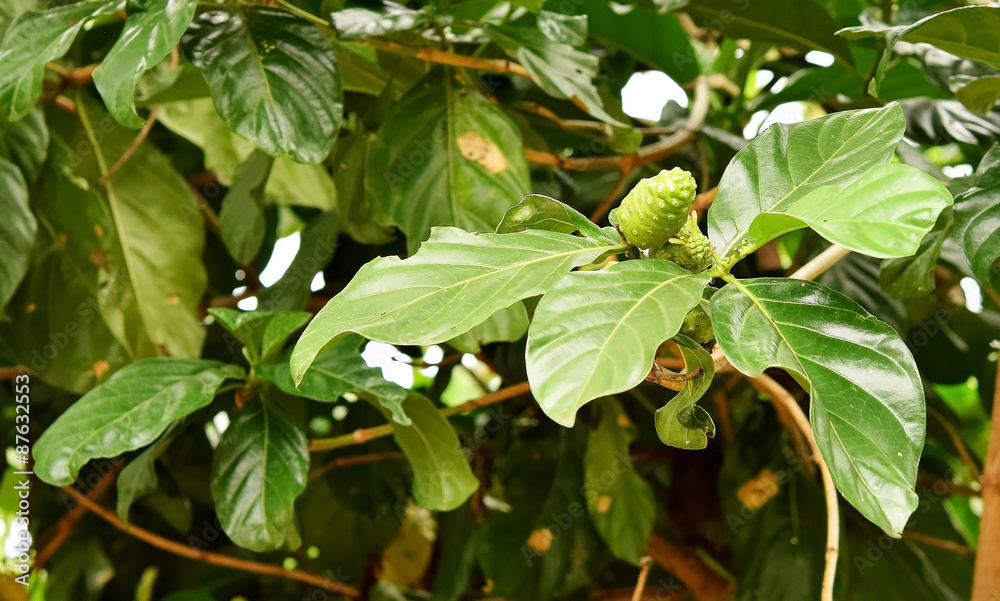 Noni, Great morinda, Beach mulberry Noni, Great morinda, Beach mulberry