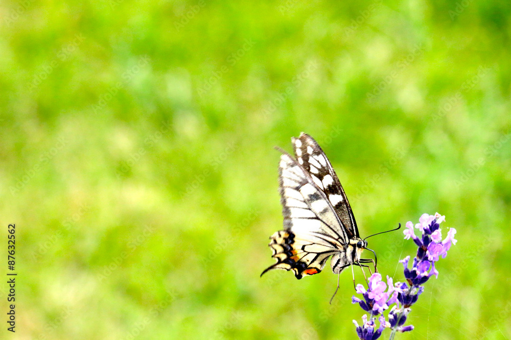 Obraz premium ラベンダーと蝶