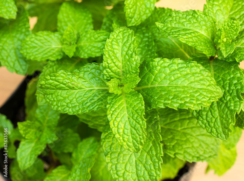 Peppermint Fresh beautiful popular.