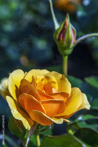buds of a tea rose