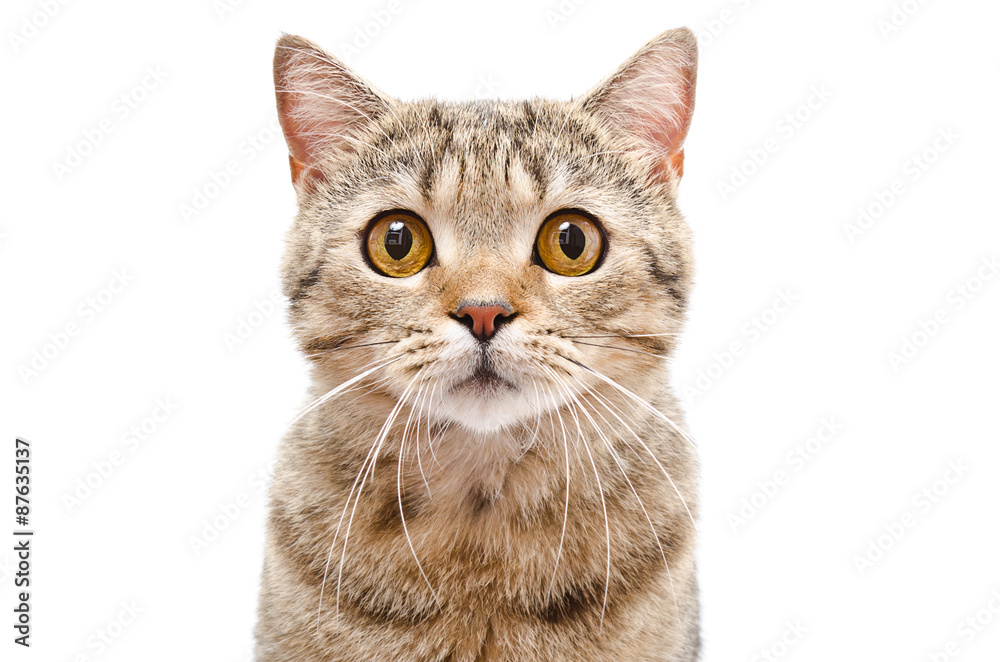 Fototapeta premium Portrait of a cat Scottish Straight closeup isolated on white background