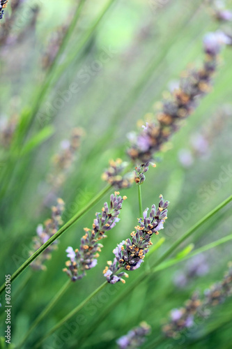 lavender in the garden © fotodays