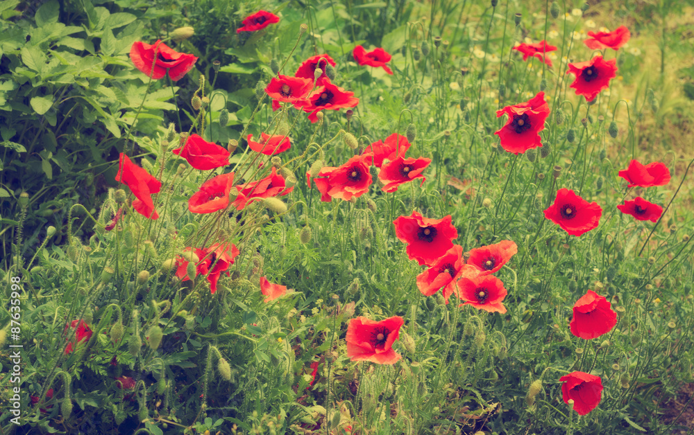 Obraz premium Field of red corn poppy flowers in summer