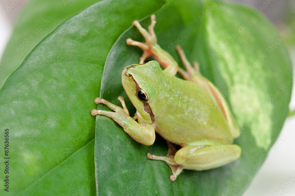 Naklejka premium Green frog with bulging eyes golden