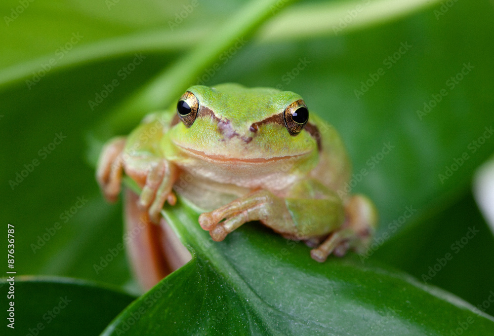 Green frog with bulging eyes golden Green frog with bulging eyes golden