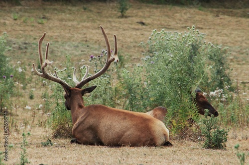 Cerf.