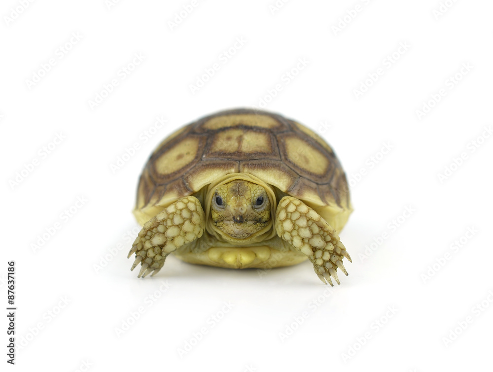 Obraz premium baby turtles