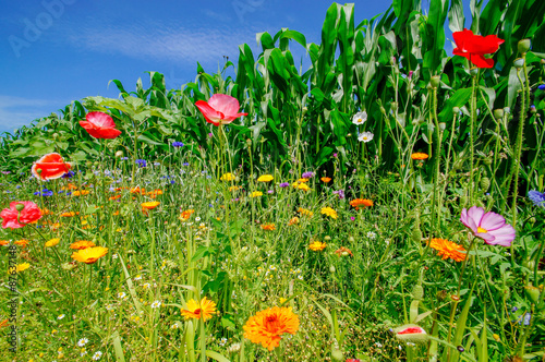 Fototapeta Naklejka Na Ścianę i Meble -  Blumenwiese - leuchtende Ringelblumen, Froschperspektive