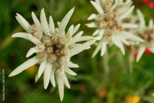 edelweiss I
