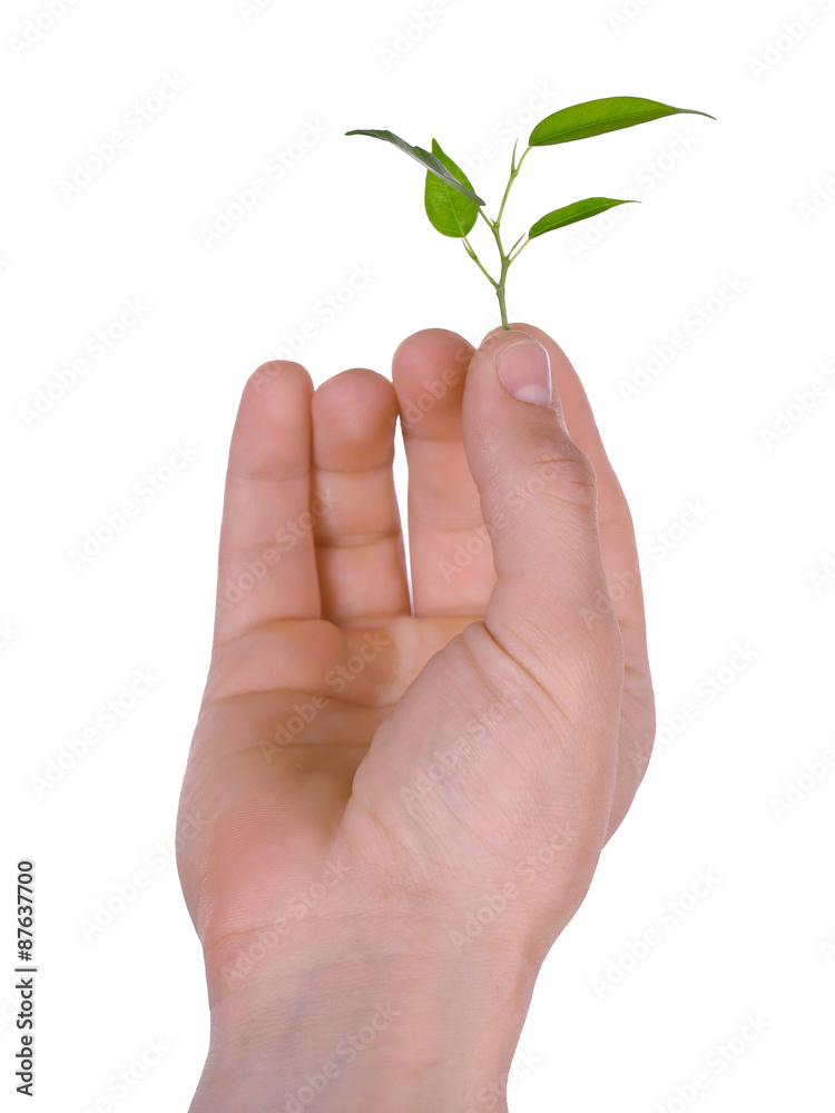 Male hand with green plant isolated on white Male hand with green plant isolated on white