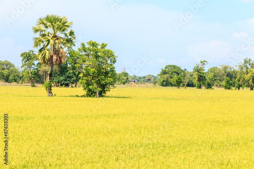 Thai rice field at north Thailand