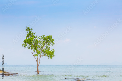 Fototapeta Naklejka Na Ścianę i Meble -  lonely tree on the  Sea