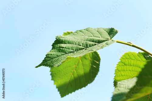 Green leaves of tree branch over blue sky background