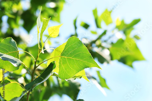 Green leaves of tree branch, closeup