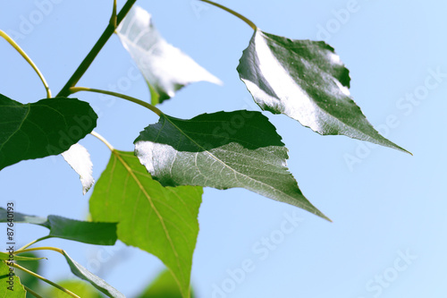 Green leaves of tree branch, closeup