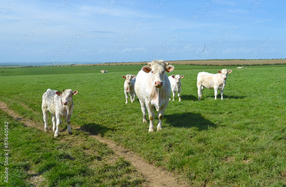 Vache et veaux charolais dans les prés du Pas de Calais Vache et veaux charolais dans les prés du Pas de Calais