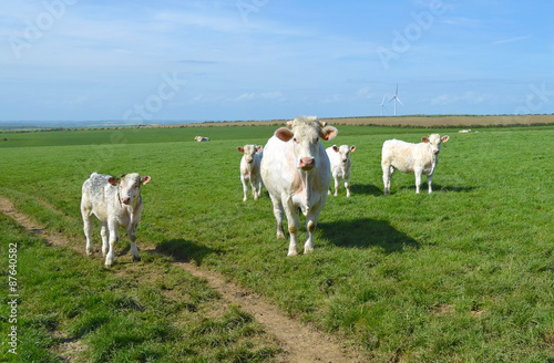 Vache et veaux charolais dans les pr  s du Pas de Calais