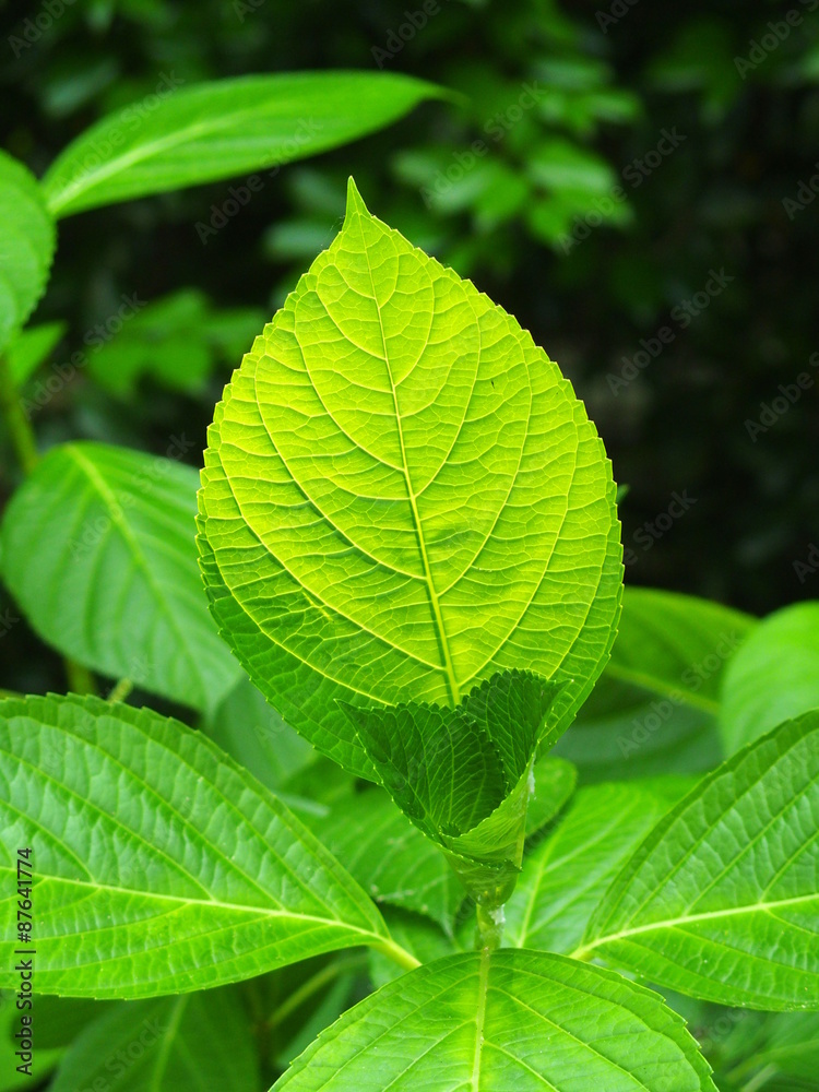 Fototapeta premium 木漏れ日の紫陽花の葉