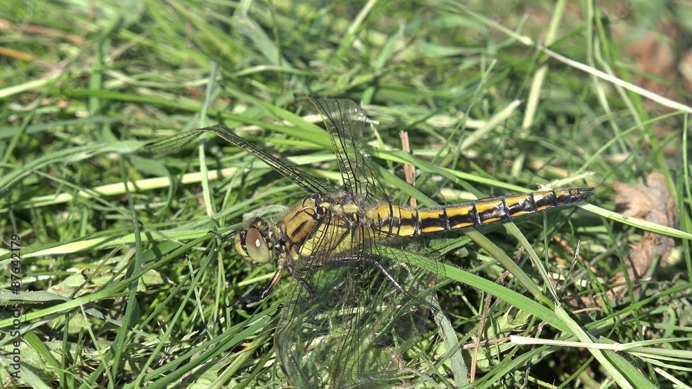 Black-tailed Skimmer (Dragonfly) sitting on meadow Black-tailed Skimmer (Dragonfly) sitting on meadow