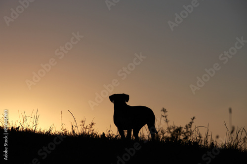 Fototapeta Naklejka Na Ścianę i Meble -  Hund als Silhouette bei Sonnenuntergang