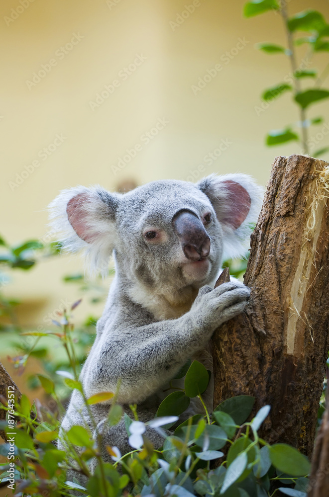 Fototapeta premium koala bear in forest